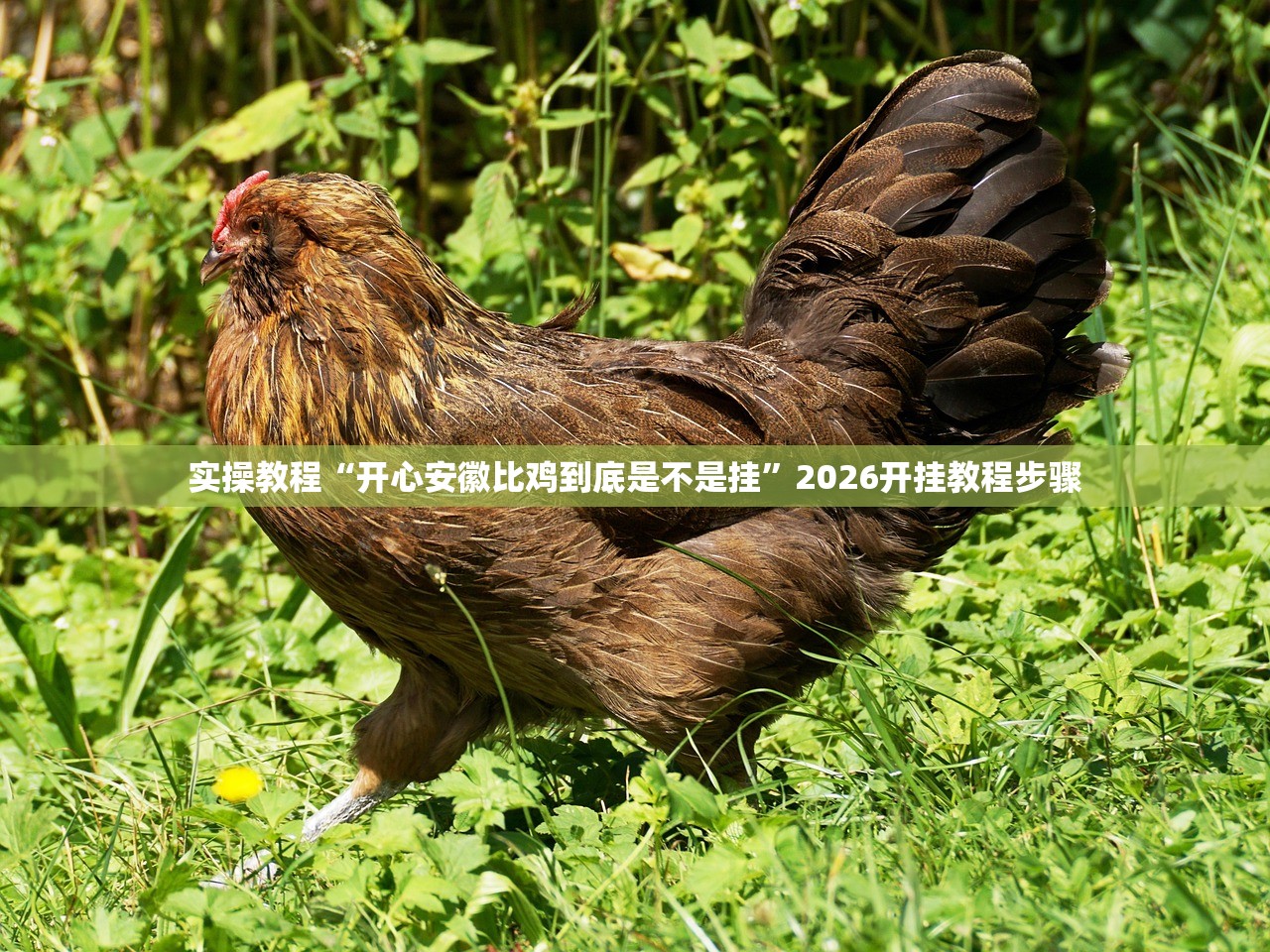 实操教程“开心安徽比鸡到底是不是挂”2026开挂教程步骤