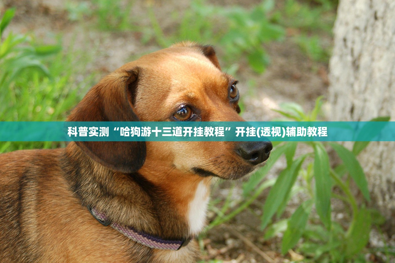 科普实测“哈狗游十三道开挂教程”开挂(透视)辅助教程