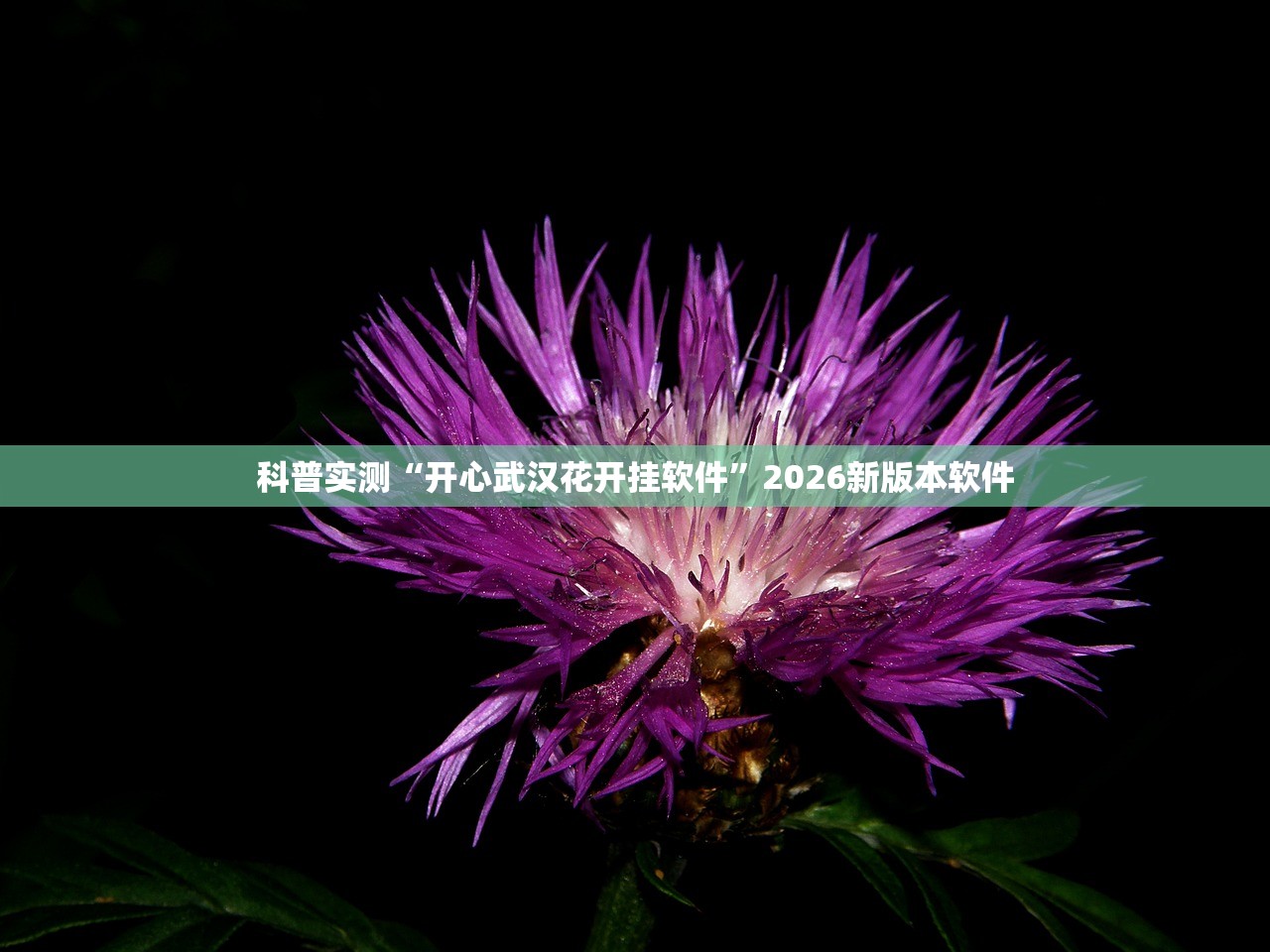 科普实测“开心武汉花开挂软件”2026新版本软件